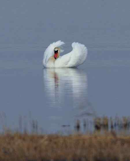 海鹰一号的疣鼻天鹅