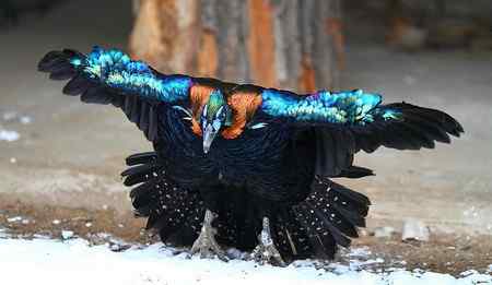 鸟类五颜六色的羽色