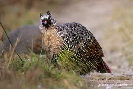 太白山上的血雉