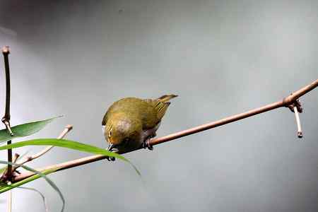 中山大学里的绣眼