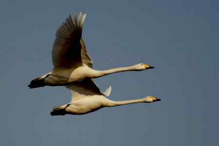 三门峡天鹅---双飞