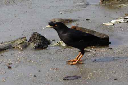 杂片：地上站立的鸟