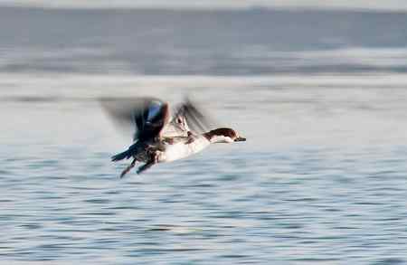 昆明湖中的秋沙鸭