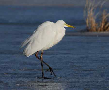 白鹭 苍鹭 骨顶鸡野鸭