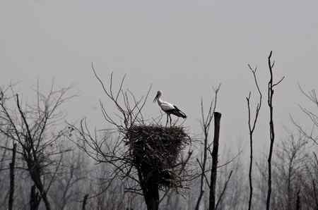 东方白鹳筑巢孵卵