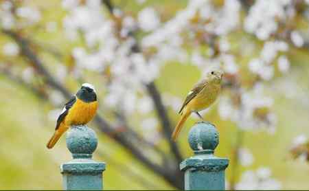 北红尾鸲小俩口