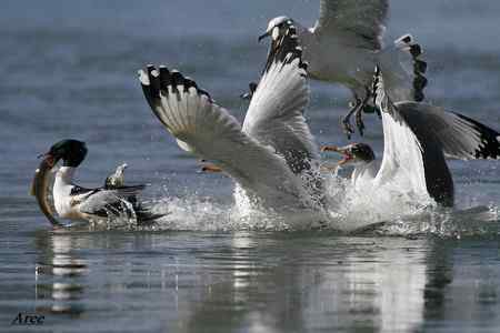 暂别鸟网回新疆  发一组水鸟