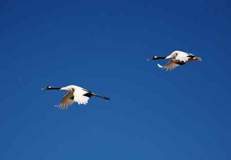 蓝天上飞翔幸福的一对