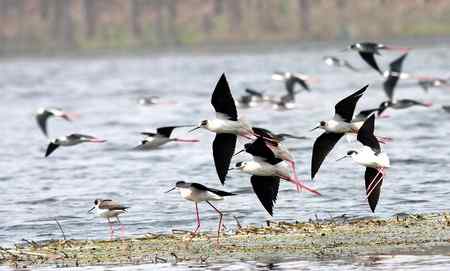 前簇后拥的鸟儿