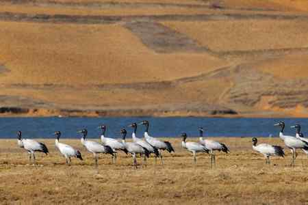 云贵寻鹤行   云南昭通大山包篇