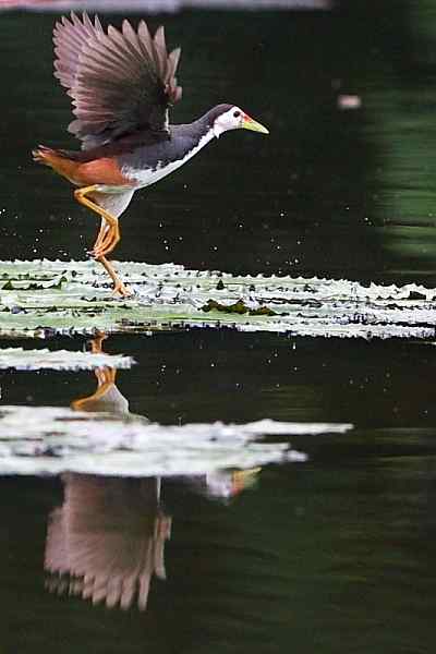 跳跃的白腹秧鸡