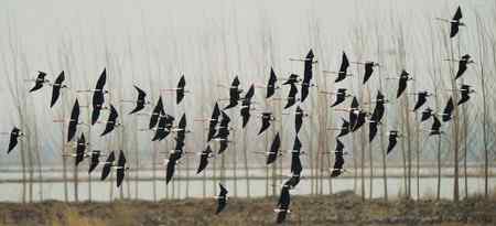 飞行中的黑翅长腿鹬