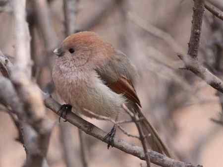 公园拍的几种小鸟,非常可爱.
