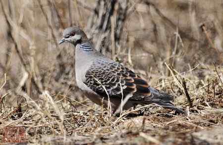 林甸黑山湿地枪声不断，国家濒危保护鸟类无处安家