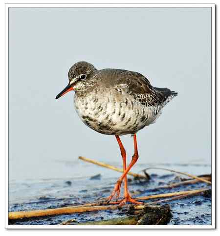 一种很像东方鴴的鸟是什么鴴?