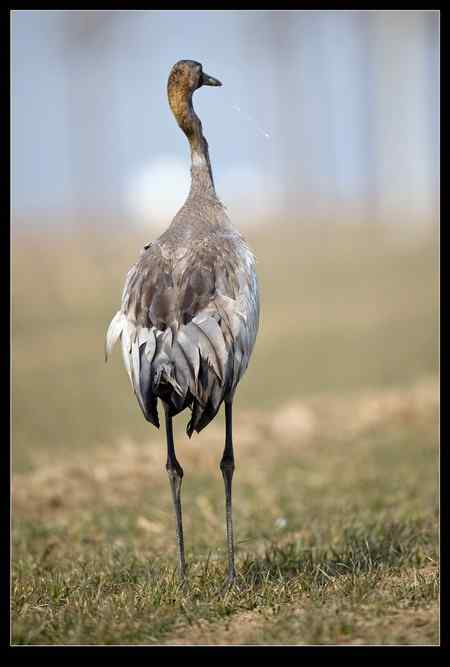 是谁害死了灰鹤？！