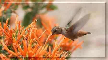 在加州拍的蜂鸟