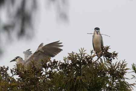 夜鹭衔枝筑巢