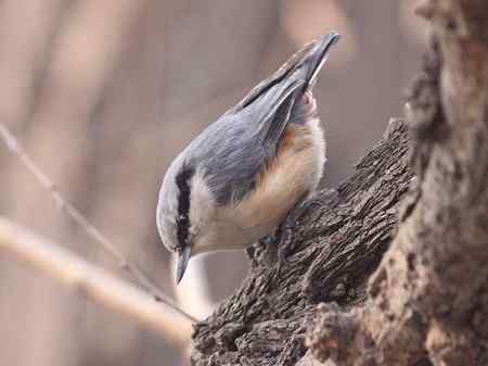 公园拍的几种小鸟,非常可爱.