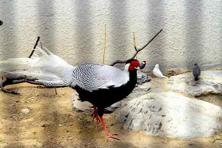 另类视角:北京动物园巨鸟怪鸟愤愤然 另类视角:北京动物园巨鸟怪鸟愤愤然