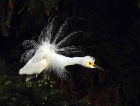 漂亮的繁殖羽，快乐的单身汉