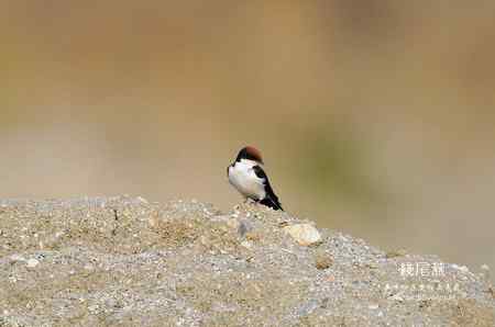车峰峪原画幅鸟片