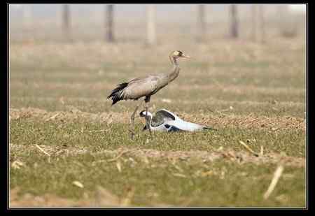 是谁害死了灰鹤？！