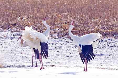 阳春三月莅临盘锦的白鹤