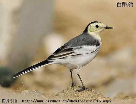 鸟类辨识：白鹡鸰大全