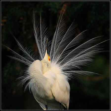 白鹭又到开屏时