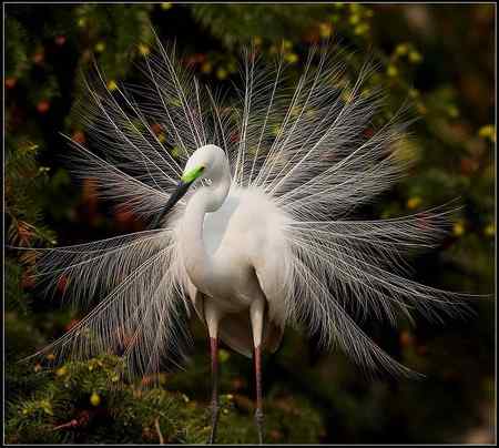 白鹭又到开屏时
