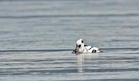 昆明湖中的秋沙鸭