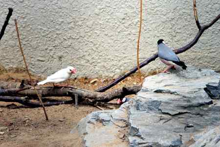 另类视角:北京动物园巨鸟怪鸟愤愤然 另类视角:北京动物园巨鸟怪鸟愤愤然