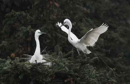 我爱象山大白鹭！