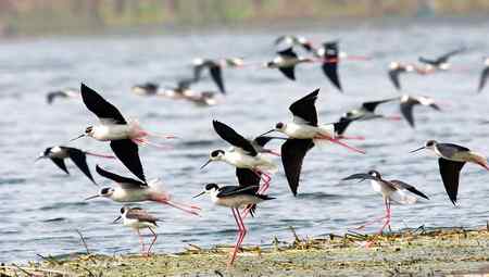 前簇后拥的鸟儿