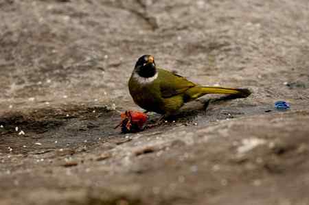 领雀嘴鹎的食姿