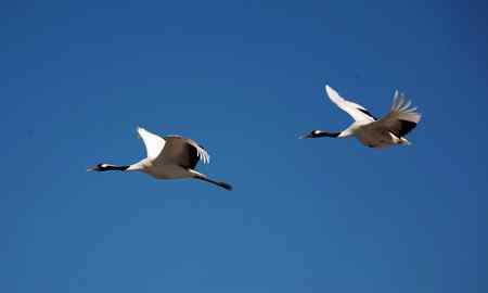 蓝天上飞翔幸福的一对