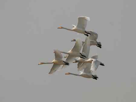 紧密团结的天鹅 科尔沁草原