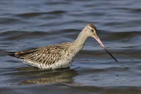 斑尾塍鹬“游泳”