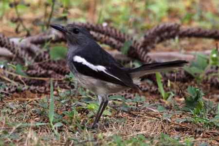 杂片：地上站立的鸟