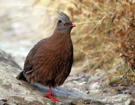 太白山上的血雉