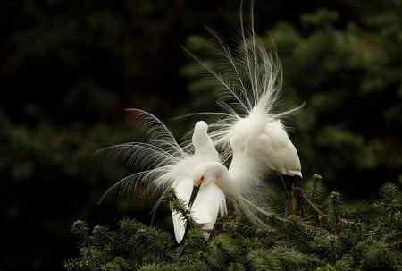 今日童男童女（中白鹭）