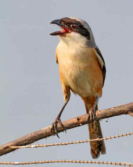 棕背伯劳展风采