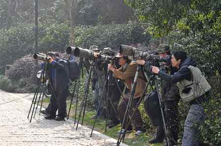 杭州拍摄叉尾太阳鸟