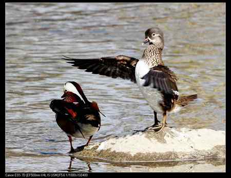 鸳鸯做自由体操