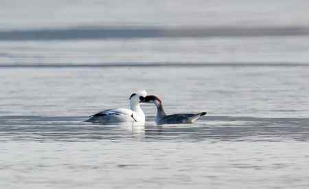 昆明湖中的秋沙鸭