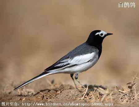 鸟类辨识：白鹡鸰大全