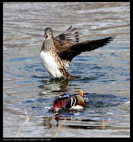 鸳鸯做自由体操