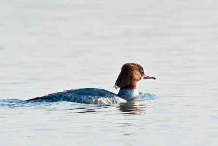 昆明湖中的秋沙鸭