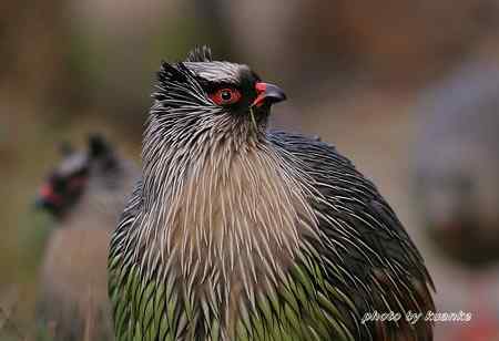 太白山上的血雉